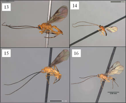 Image of Opius antennatus Fischer 1965