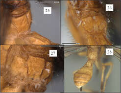 Imagem de Opius curiosicornis Fischer 1965