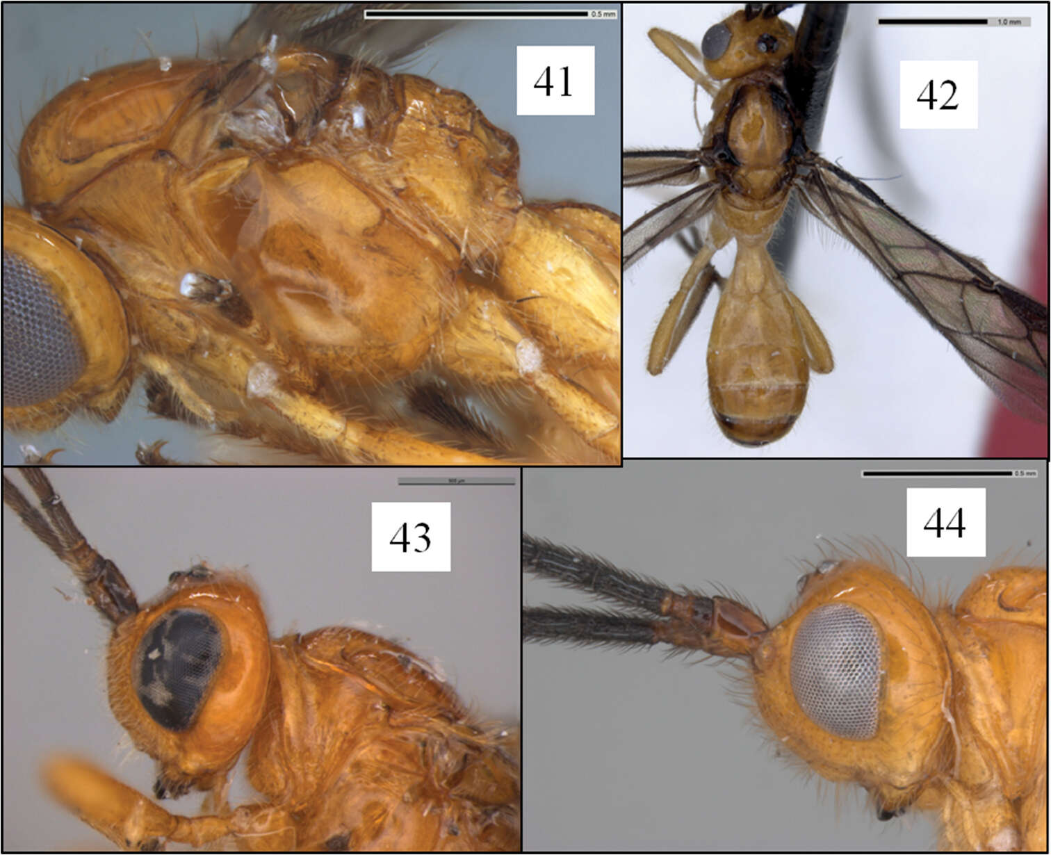 Image of Opius curiosicornis Fischer 1965