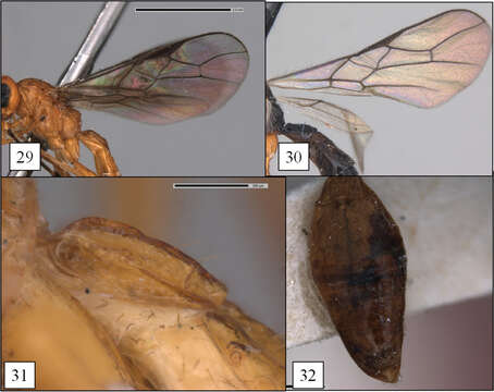 Image of Opius filiflagellatus Fischer 1965