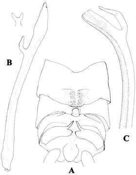 Image of Neoperla