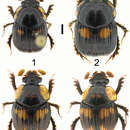 Image of Bolbochromus malayensis Li & Krikken 2013