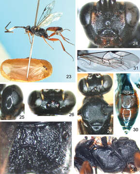 Image of Aptesis nigricoxa Li & Sheng