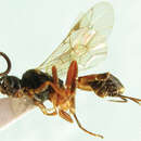 Image of Aptesis corniculata Sheng 2003