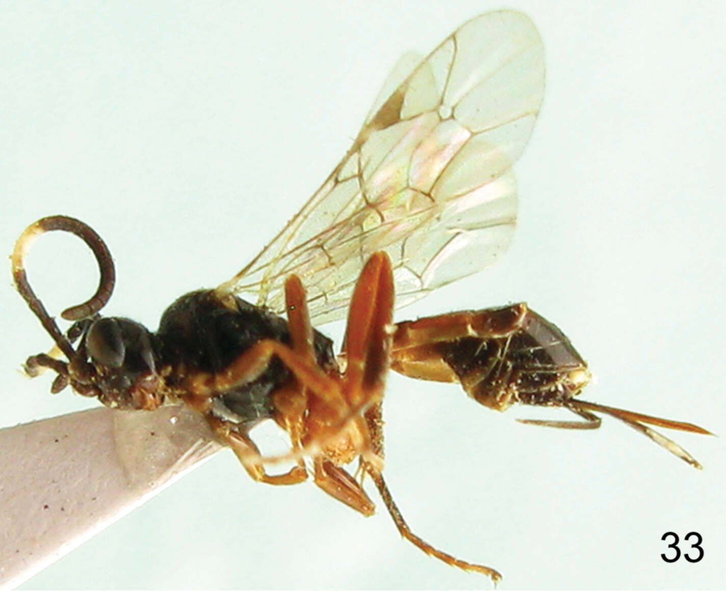 Image of Aptesis corniculata Sheng 2003