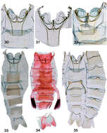 Image of Schacontia clotho Solis & Goldstein