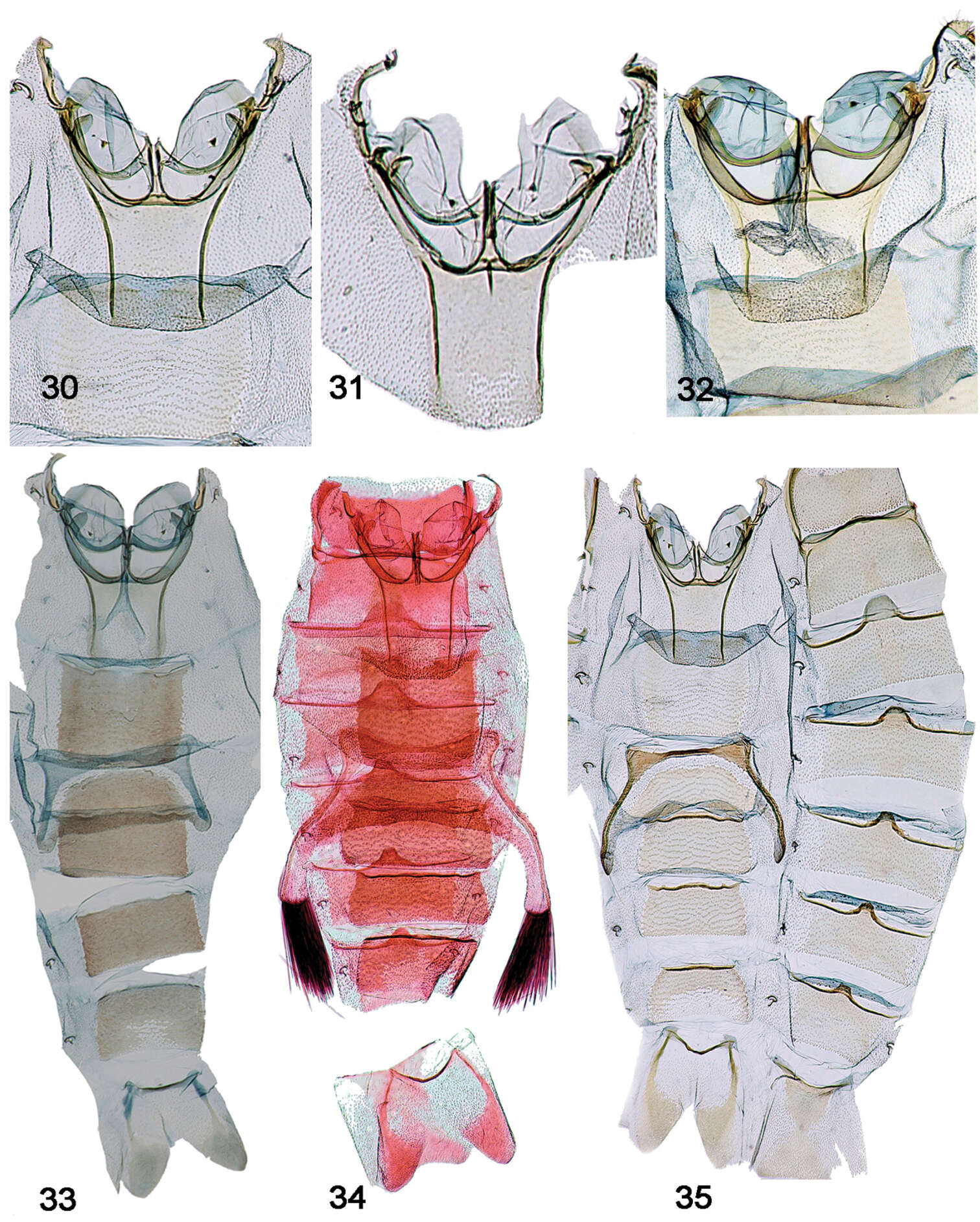 Image of Schacontia clotho Solis & Goldstein