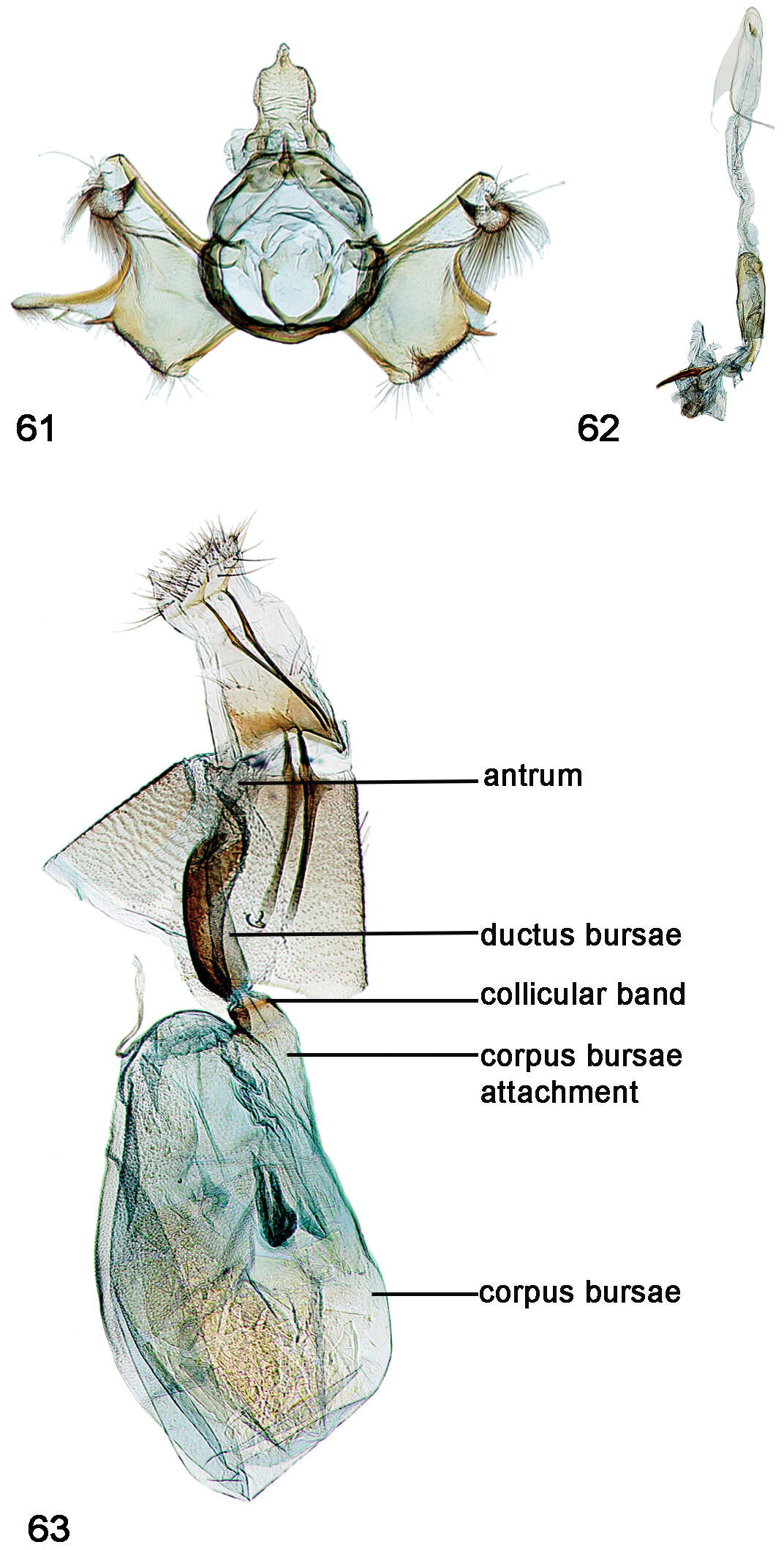 Image of Schacontia lachesis Solis & Goldstein