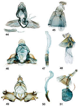 Слика од Schacontia ysticalis Dyar 1925