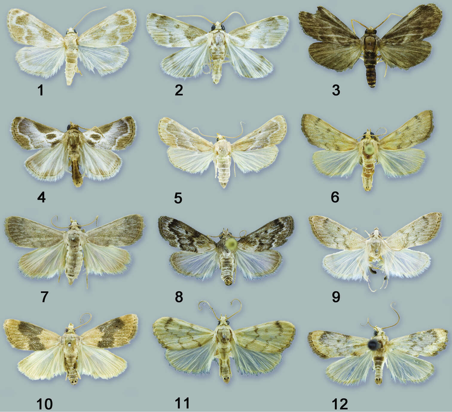 Image of Schacontia themis Solis & Goldstein