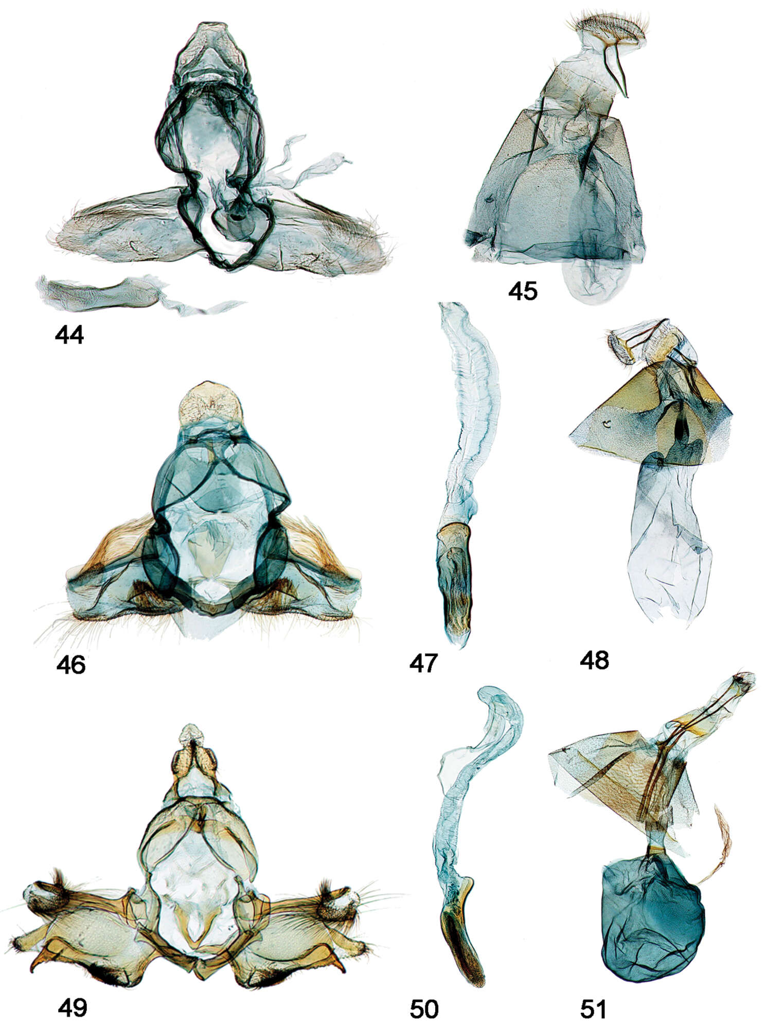 Image of Schacontia themis Solis & Goldstein