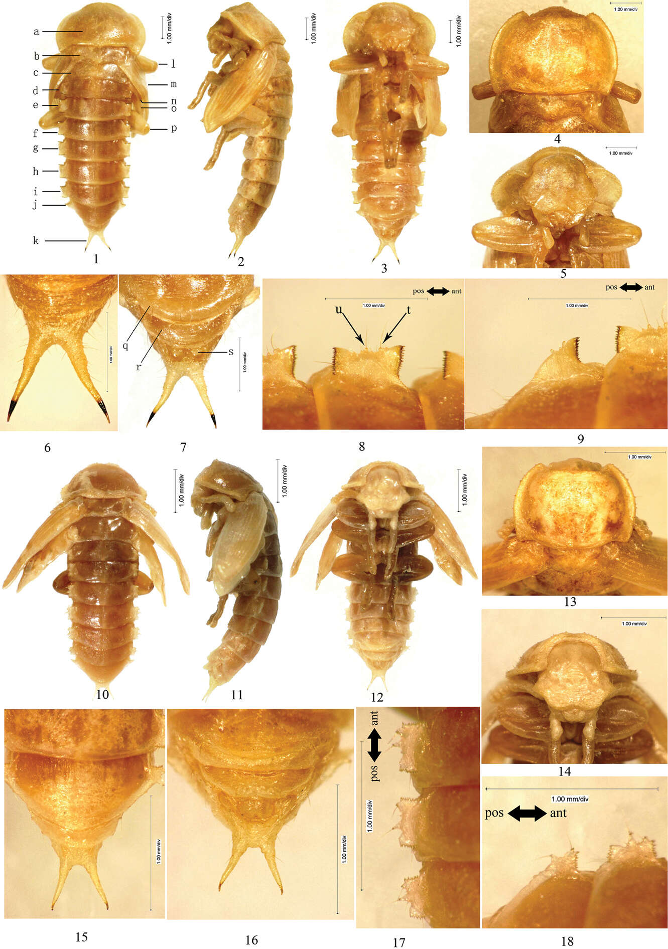 صورة Gonocephalum Solier 1834