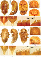Image of Tenebrionidae incertae sedis