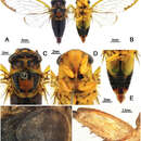 Image de Vagitanus metulata (Chou & Lei 1993)