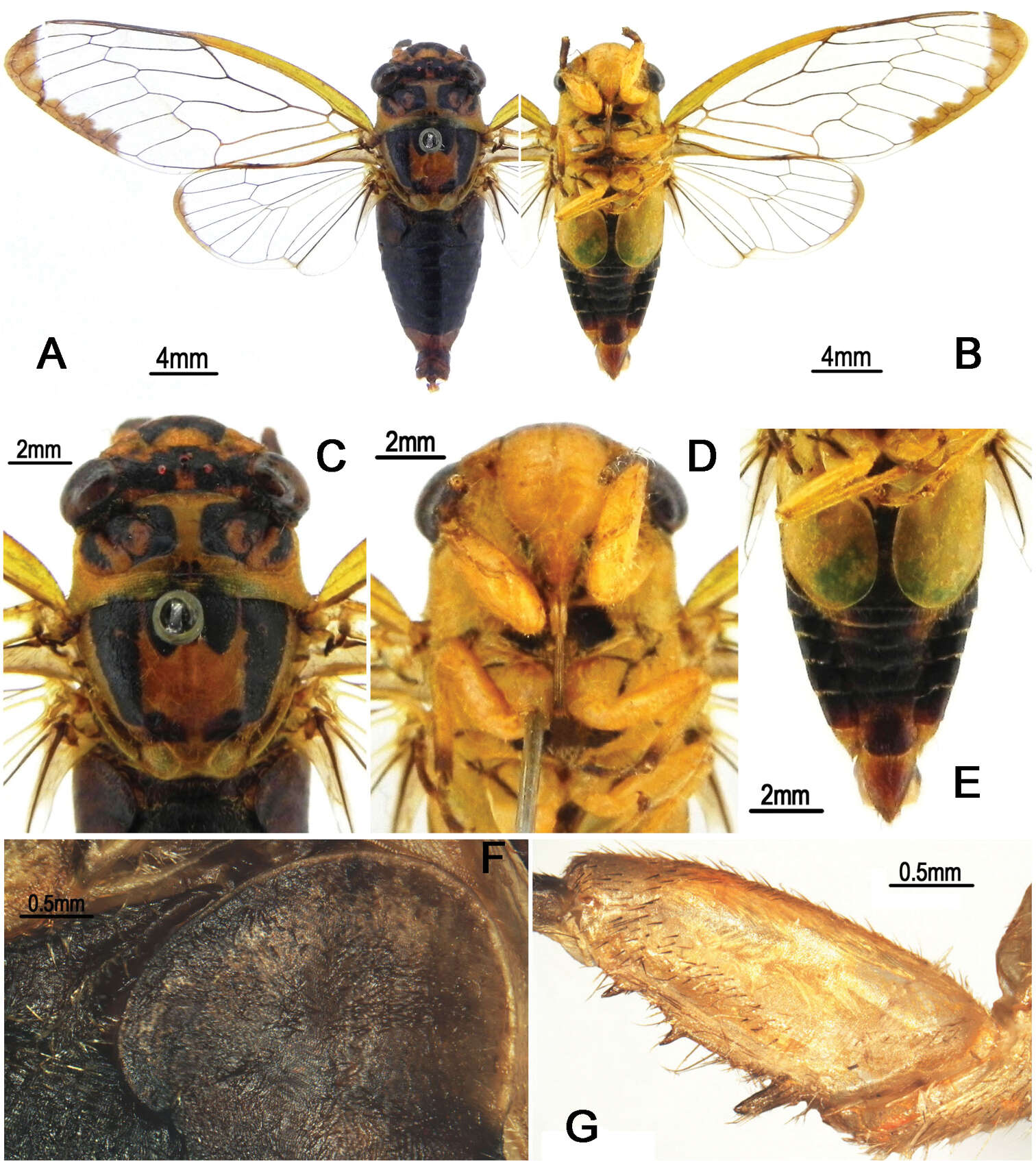 Image of Vagitanus metulata (Chou & Lei 1993)