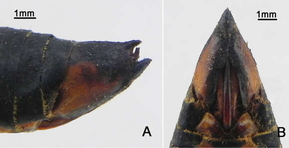 Vagitanus metulata (Chou & Lei 1993)的圖片