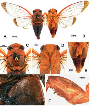 Image of Vagitanus guangxiensis (Chou & Wang 1993)