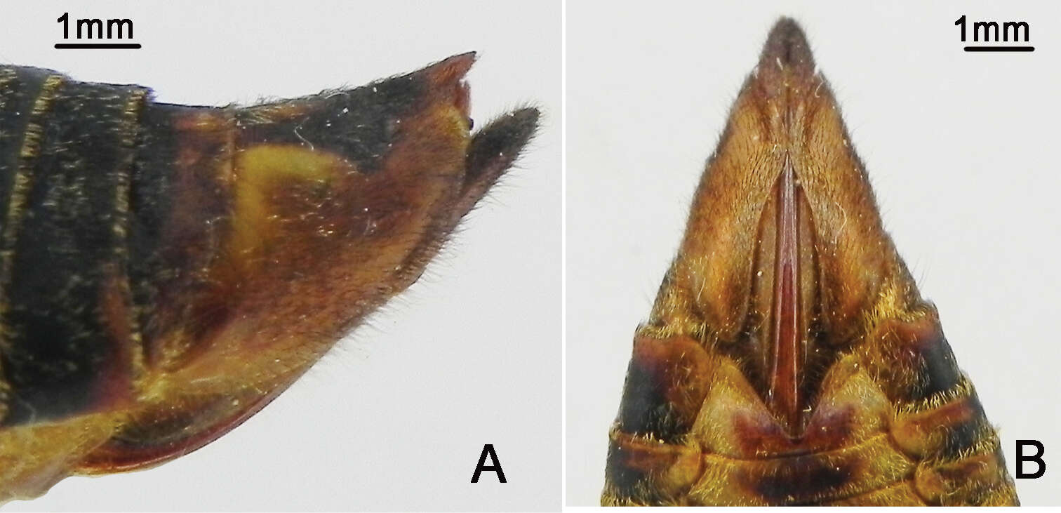 Image of Vagitanus guangxiensis (Chou & Wang 1993)