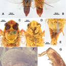 Image of Vagitanus longidactyla (Yang & Wei 2013)