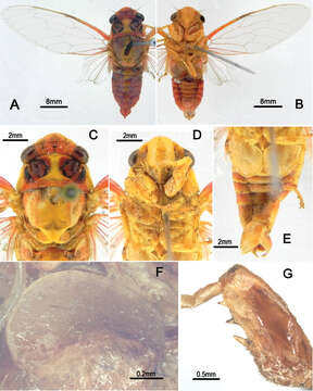 Sivun Vagitanus longidactyla (Yang & Wei 2013) kuva