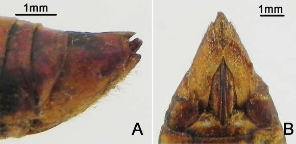 Image of Vagitanus longidactyla (Yang & Wei 2013)