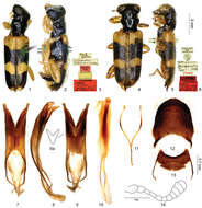 Sivun <i>Callimerus latifrons</i> Gorham 1876 kuva