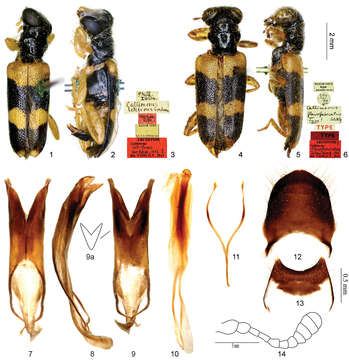 Image of <i>Callimerus latifrons</i> Gorham 1876