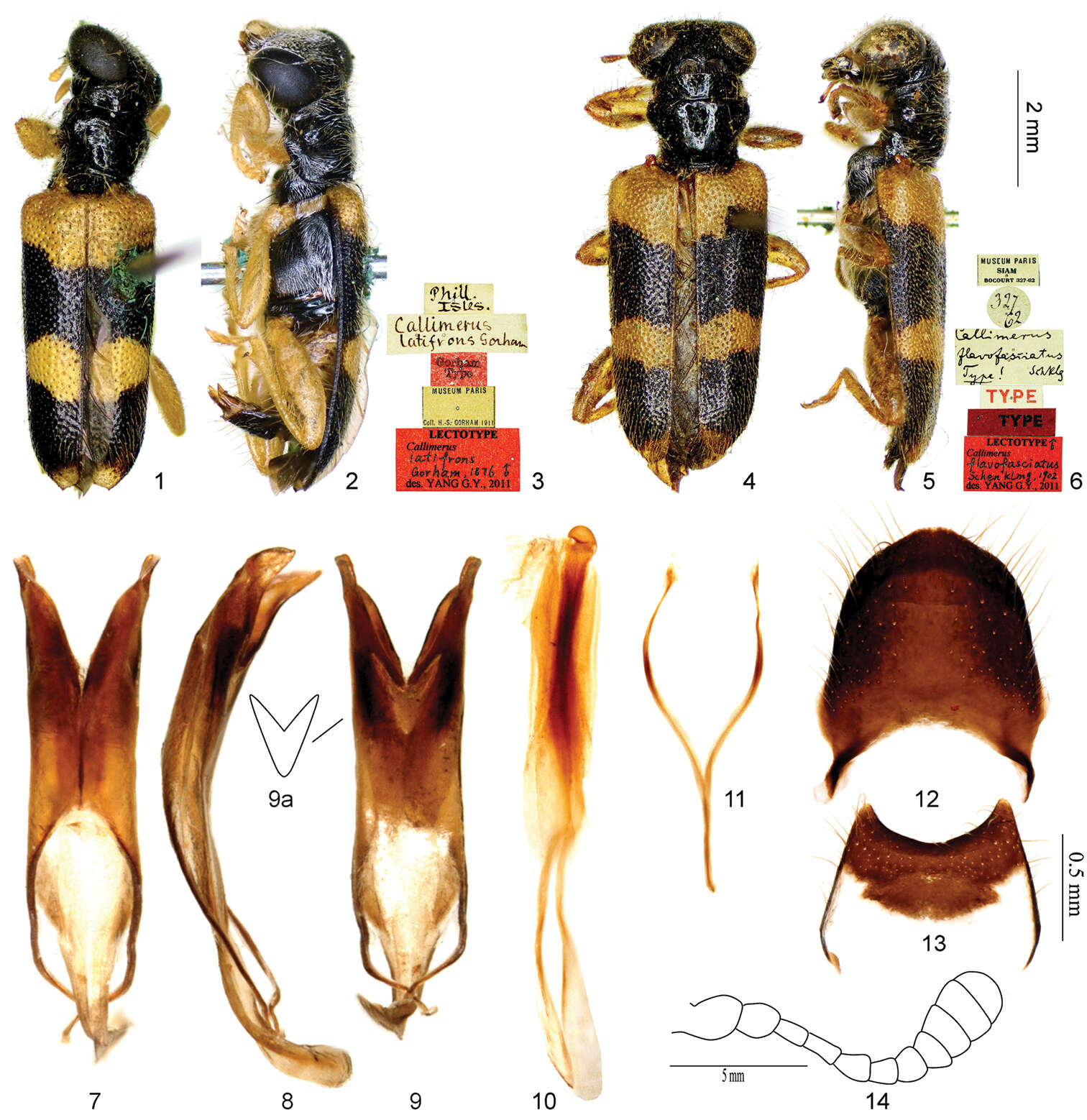 Image of <i>Callimerus latifrons</i> Gorham 1876