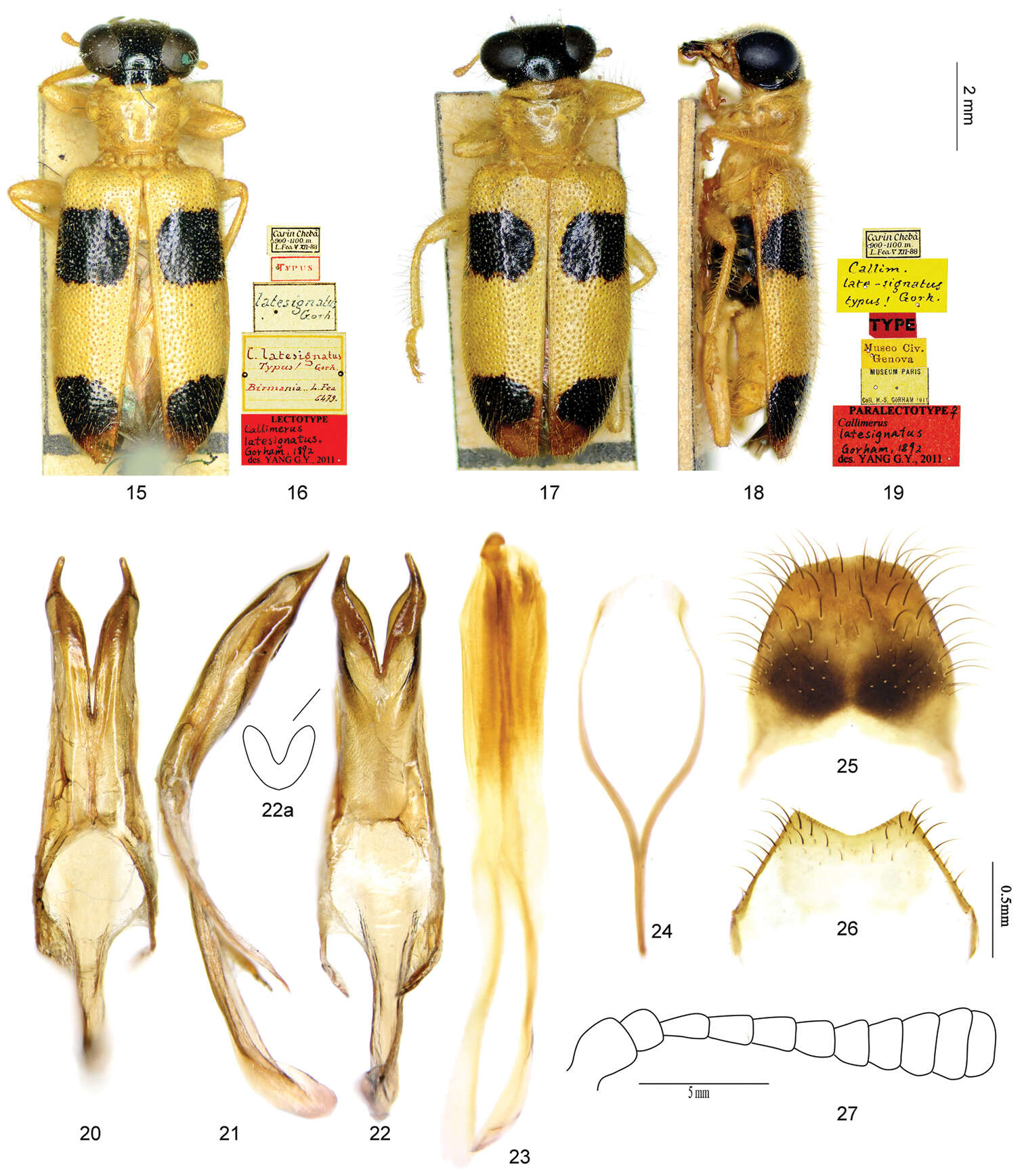 Sivun <i>Callimerus latesignatus</i> Gorham 1892 kuva