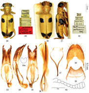 Sivun <i>Callimerus pectoralis</i> Gorham 1876 kuva