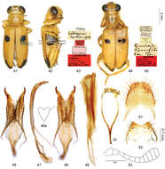 Image of <i>Callimerus rusticus</i> Gorham 1883