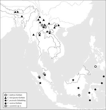 Image of Callimerus cacuminis G. Y. Yang & X. K. Yang