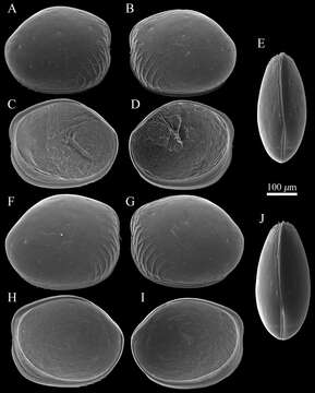 Image of Polycopetta Chavtur 1981