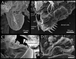 Image de Oligostraca