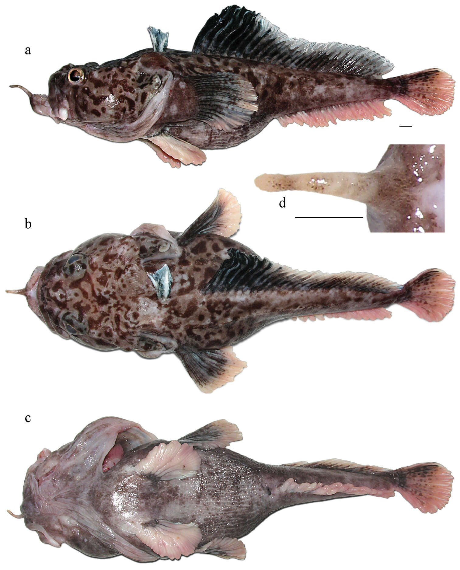 Image of Hopbeard plunderfish
