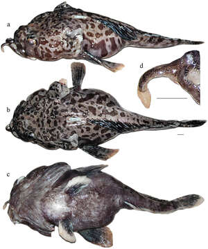 Image of Hopbeard plunderfish
