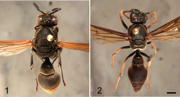 Hypodynerus duckei (Berton 1918)的图像