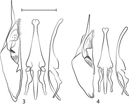 Image of Hypodynerus duckei (Berton 1918)