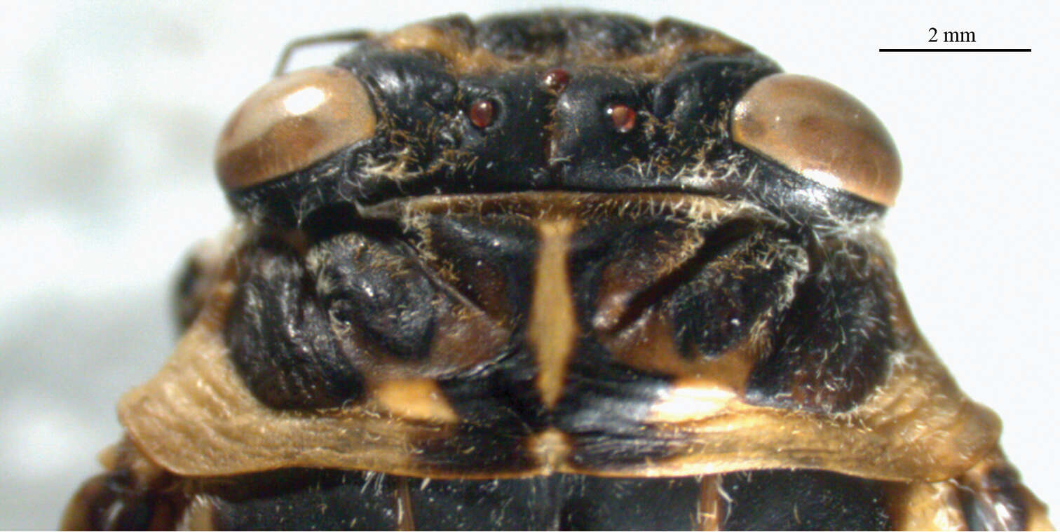 Image of Cicadatra