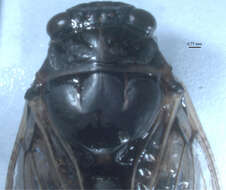 Cicadatra atra (Olivier 1790)的圖片