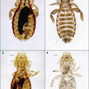 صورة <i>Philopteroides beckeri</i> Mey 2004