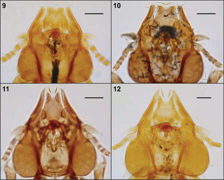 Image of Philopteroides