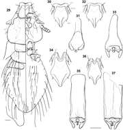 Image of Philopteroides pilgrimi Valim & Palma 2013