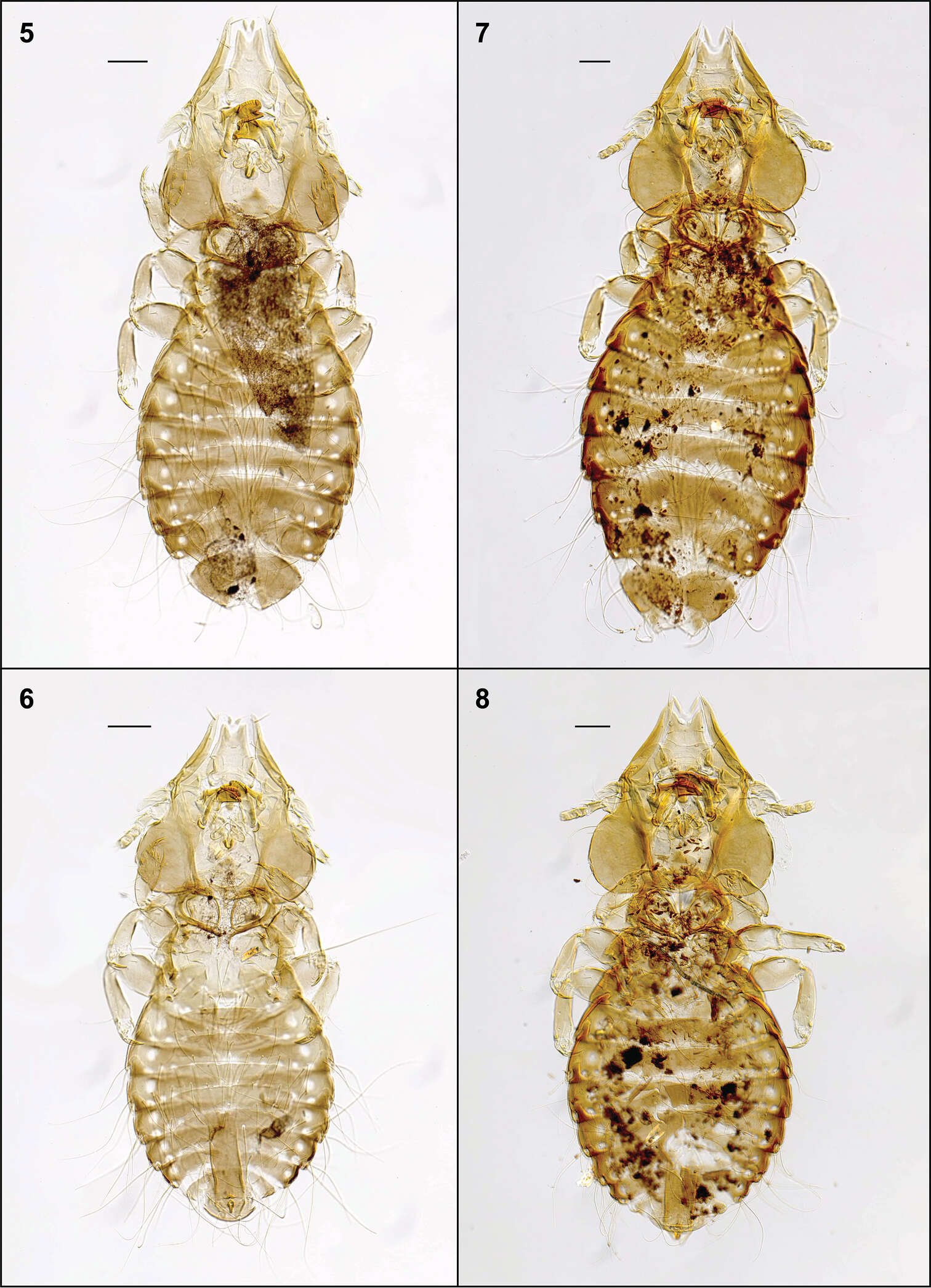 Image of Philopteroides fuliginosus Valim & Palma 2013