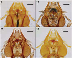 Image of Philopteroides fuliginosus Valim & Palma 2013