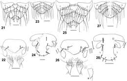 Image of Philopteroides fuliginosus Valim & Palma 2013