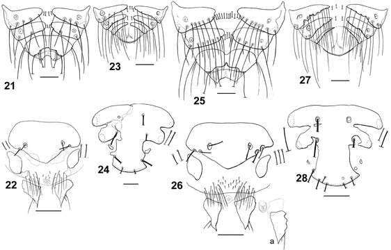 Image of Philopteroides fuliginosus Valim & Palma 2013