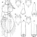 Plancia ëd Philopteroides fuliginosus Valim & Palma 2013