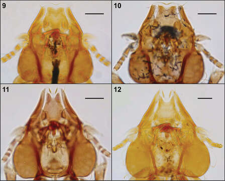Image of Philopteroides macrocephalus Valim & Palma 2013
