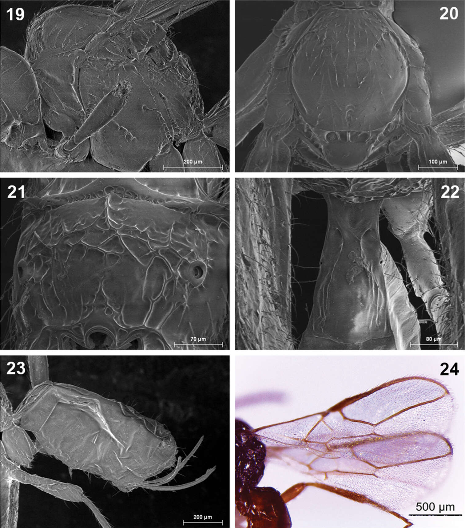 Image of Dinotrema benifassaense Peris-Felipo